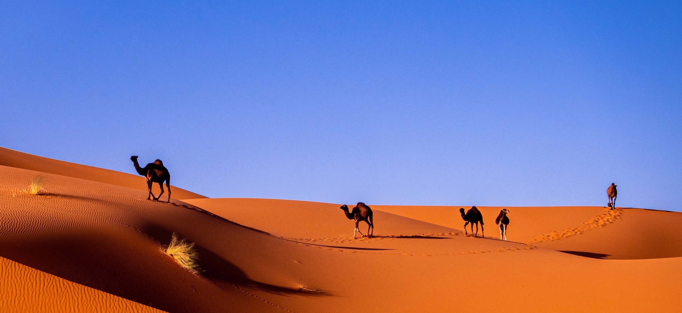The Camelo Journey - Photo by Carlos Leret